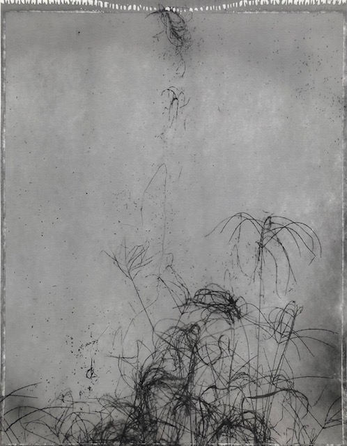 Untitled, Weed series (9)